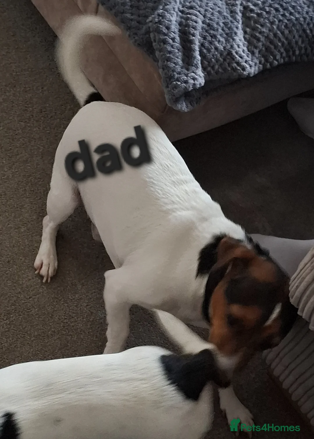 Jack Russell dogs for sale: 2 jack russel puppies  in Sunbury-on-Thames - Advert 2