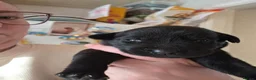 Labrador Retriever dogs for sale: Black Labrador puppies ready for homes Sunday 25th - Advert 19