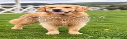 Golden Retriever dogs for stud: Exceptional Proven Stud - Advert 1