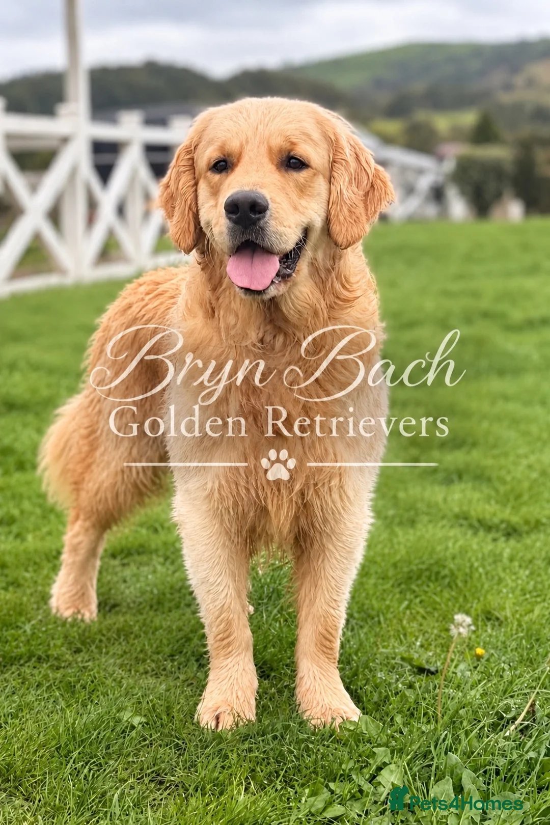 Golden Retriever dogs for stud: Exceptional Proven Stud - Advert 1