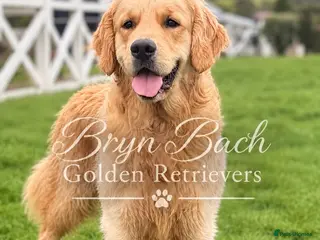 Golden Retriever dogs Exceptional Proven Stud - Advert 5