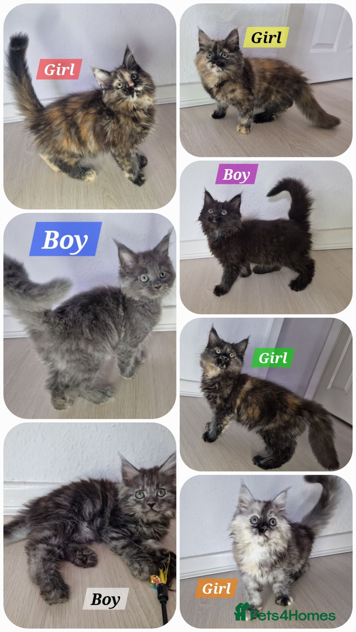 Maine Coon cats 8 maine coon kittens ready in Bury - Advert 13