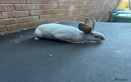 Rex rabbits for sale: Baby Female Rex Rabbit  - Image 2