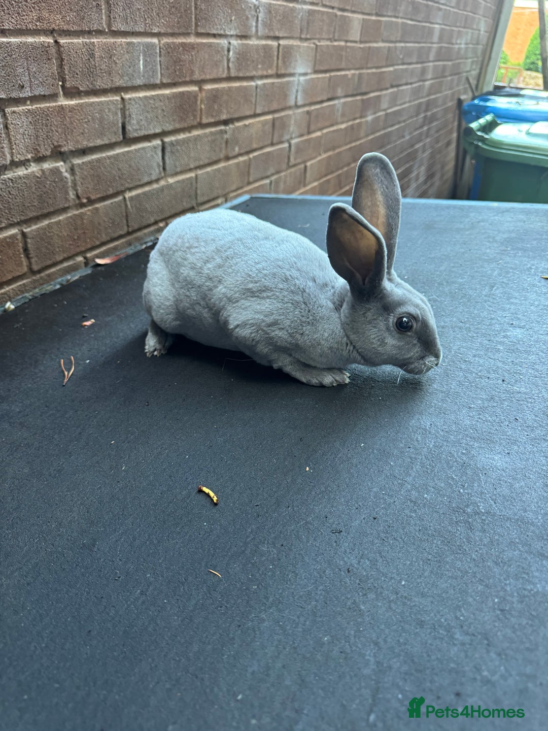 Rex rabbits for sale: Baby Female Rex Rabbit  - Image 2