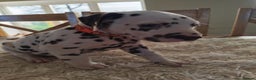 Dalmatian dogs for sale: Ready now - Champion Boys in the making!! - Advert 20