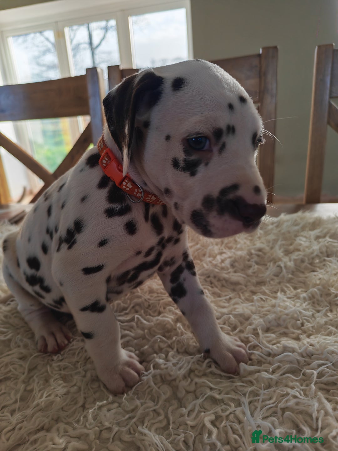 Dalmatian dogs for sale: Ready now - Champion Boys in the making!! - Advert 20
