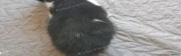 Mixed Breed cats for sale: Sweet male kitten looking for a loving home. - Advert 5