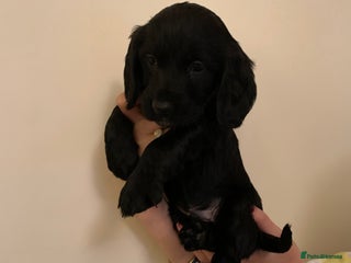 Cocker Spaniel dogs - Advert 14