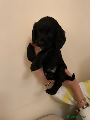 Cocker Spaniel dogs - Advert 4