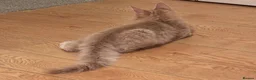 Maine Coon cats for sale: CREAM MAINE COON BOY READY NOW - Advert 5