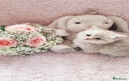 Scottish Fold cats for sale: Stunning TICA Registered Babies in Bolton - Image 12