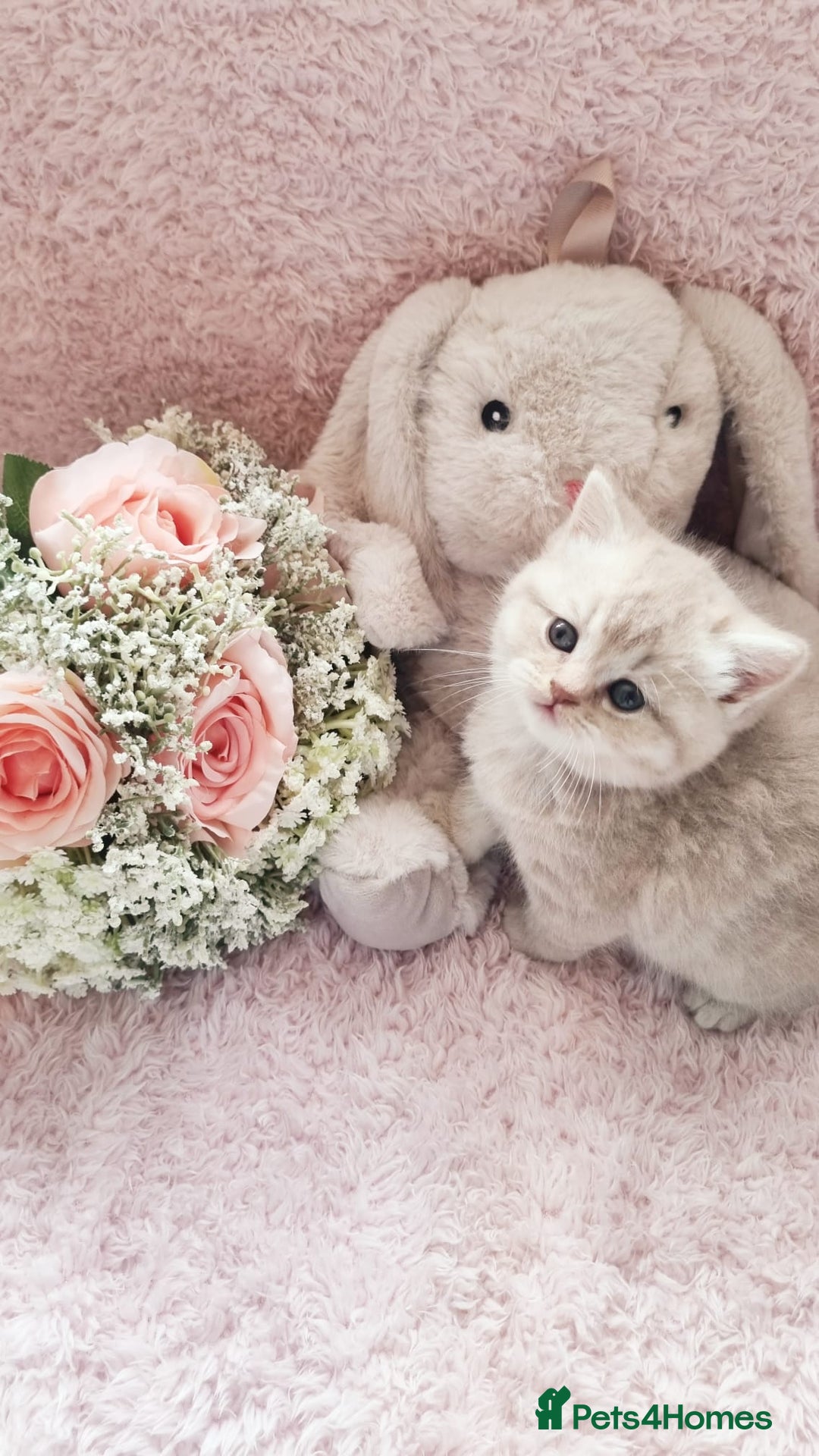 Scottish Fold cats for sale: Stunning TICA Registered Babies in Bolton - Image 12