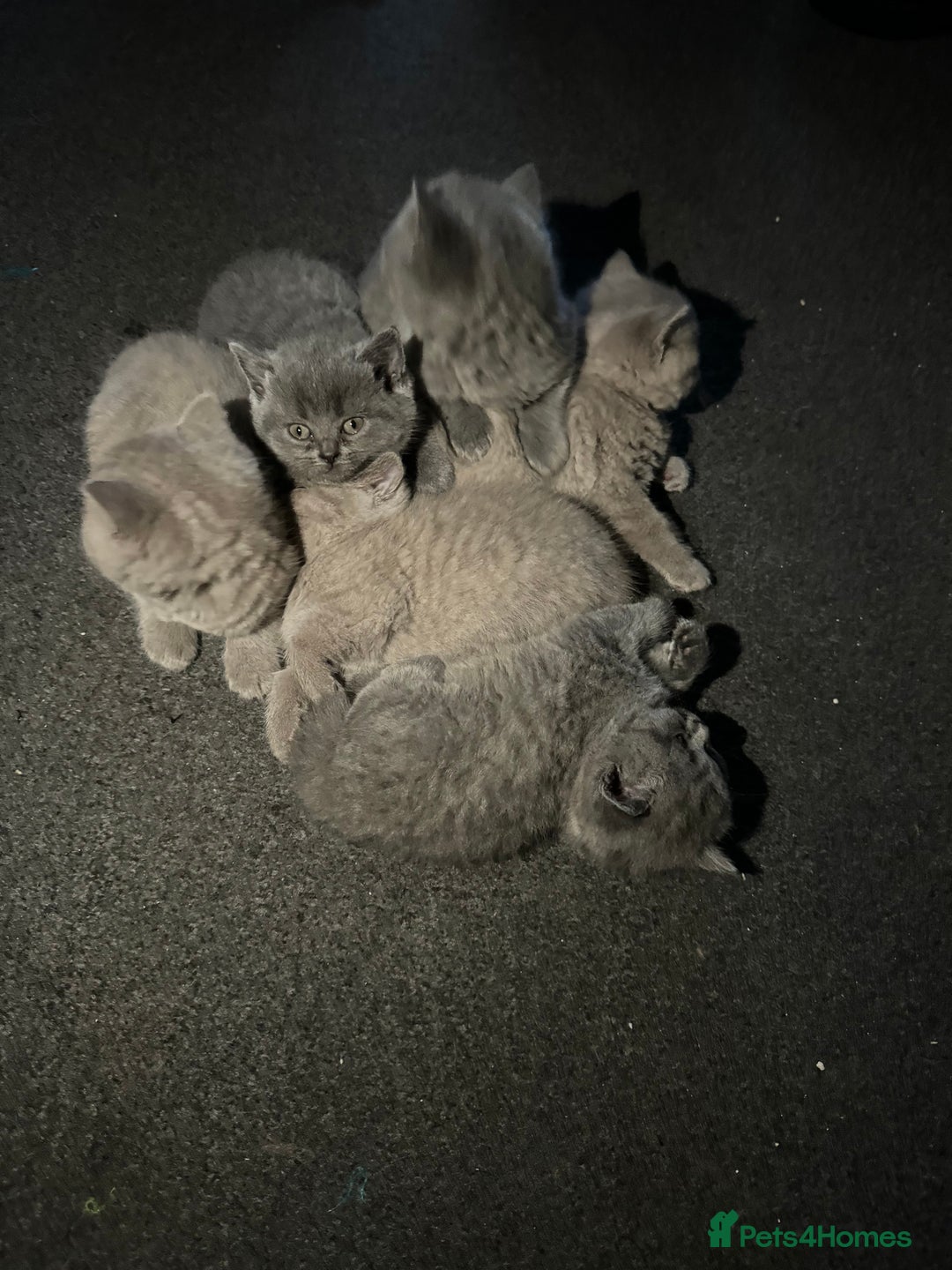 British Shorthair cats for sale: British shorthair lilac and blue - Advert 11