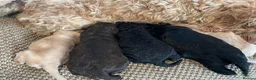 Cavapoo dogs for sale: F1 b cavapoo health tested  - Advert 9