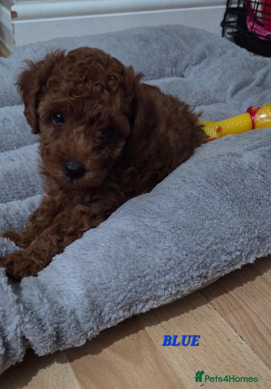 Mixed Breed dogs for sale: Toy / Aisan Poodle, Red Puppies - Advert 6