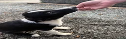 Border Collie dogs for sale: Border Collie Puppies  - Advert 4
