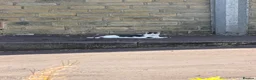 Mixed Breed cats for sale: Black and white cat  - Advert 3