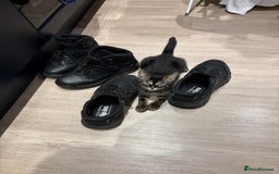 Bengal cats for sale: Adorable Kitten Looking for a Loving Home - Image 1