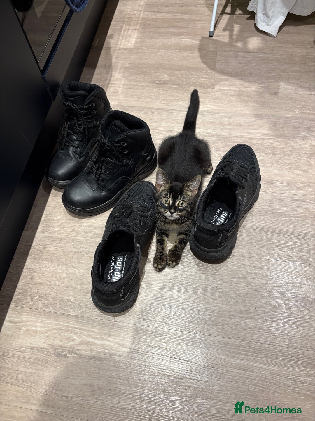 Bengal cats for sale: Adorable Kitten Looking for a Loving Home - Image 1