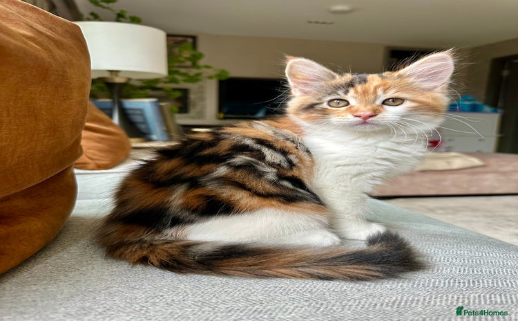 Mixed Breed cats - Advert 14