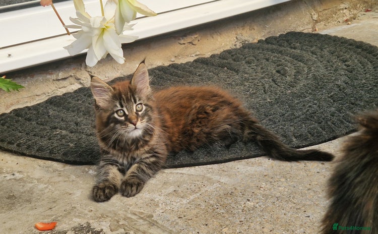 Maine Coon cats - Advert 9
