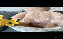French Bulldog dogs for sale: Stunning frenchie pups for sale!! - Image 4