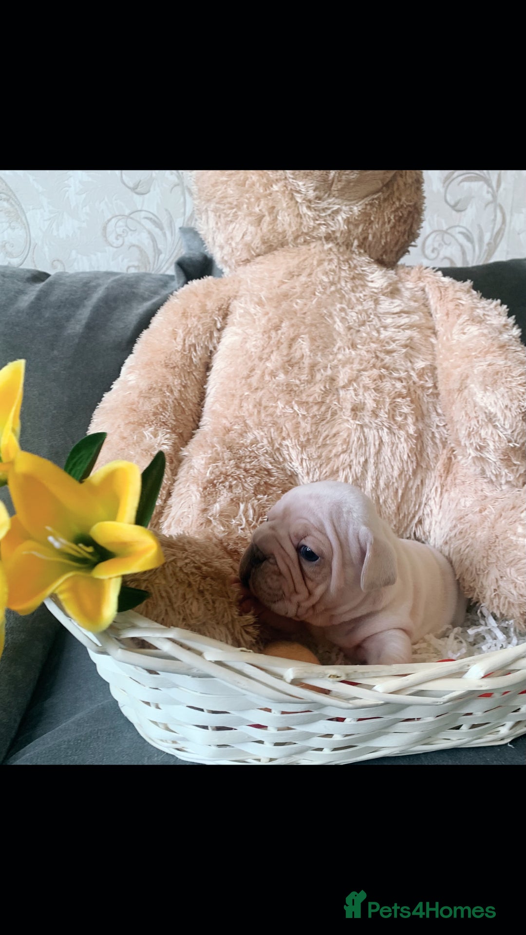 French Bulldog dogs for sale: Stunning frenchie pups for sale!! - Image 4