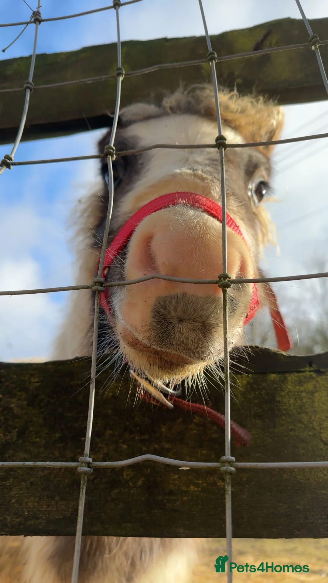 Shetland pony horses for sale: Elvis & Priscilla 🎸💃  in Dover - Advert 4