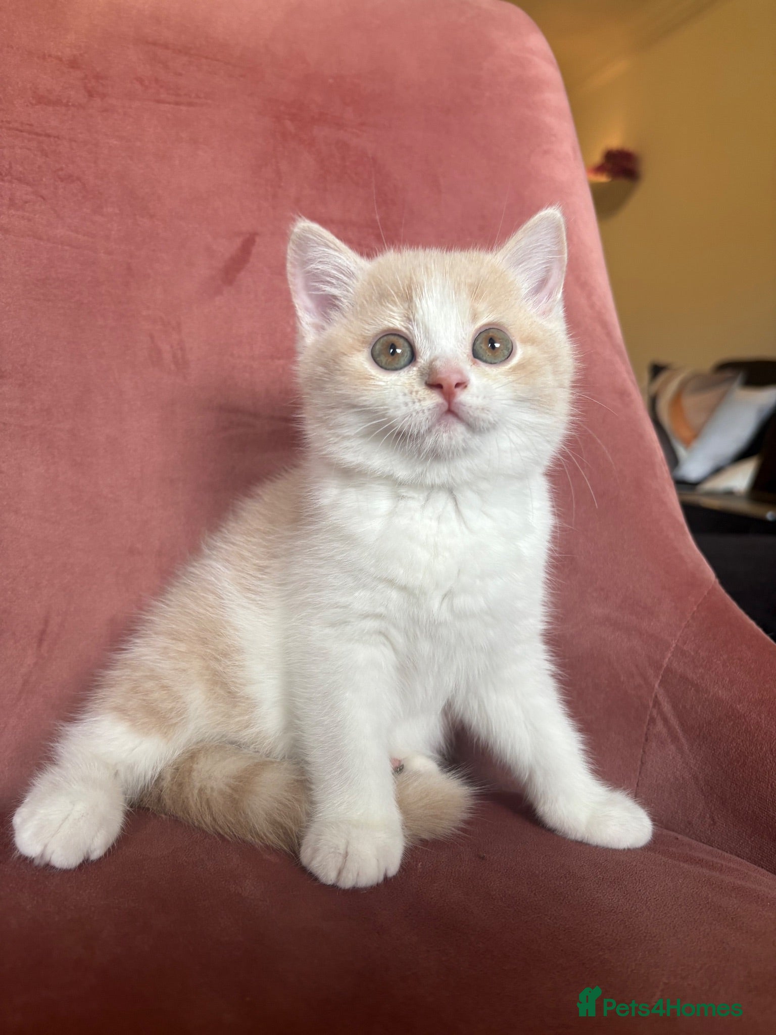 British Shorthair cats  🐾5 Beautiful British Shorthair Kittens🐱❤️ - Advert 15