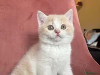 British Shorthair cats 🐾5 Beautiful British Shorthair Kittens🐱❤️ - Advert 15