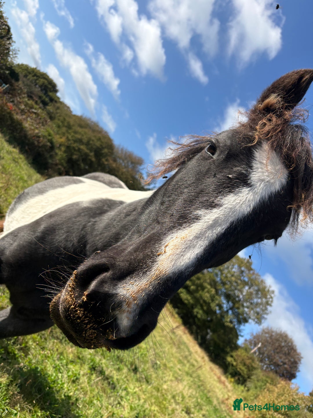 Dartmoor horses for sale: Rising 2 year old mare for sale  - Advert 5