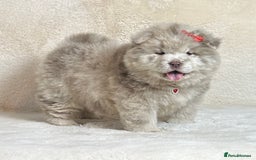 Chow Chow dogs for sale: Exotic colour pure chow chow puppies for sale - Image 16