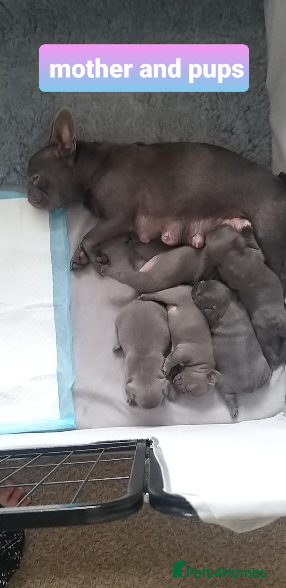 French Bulldog dogs Lilac/pink french bulldog puppies  - Advert 1