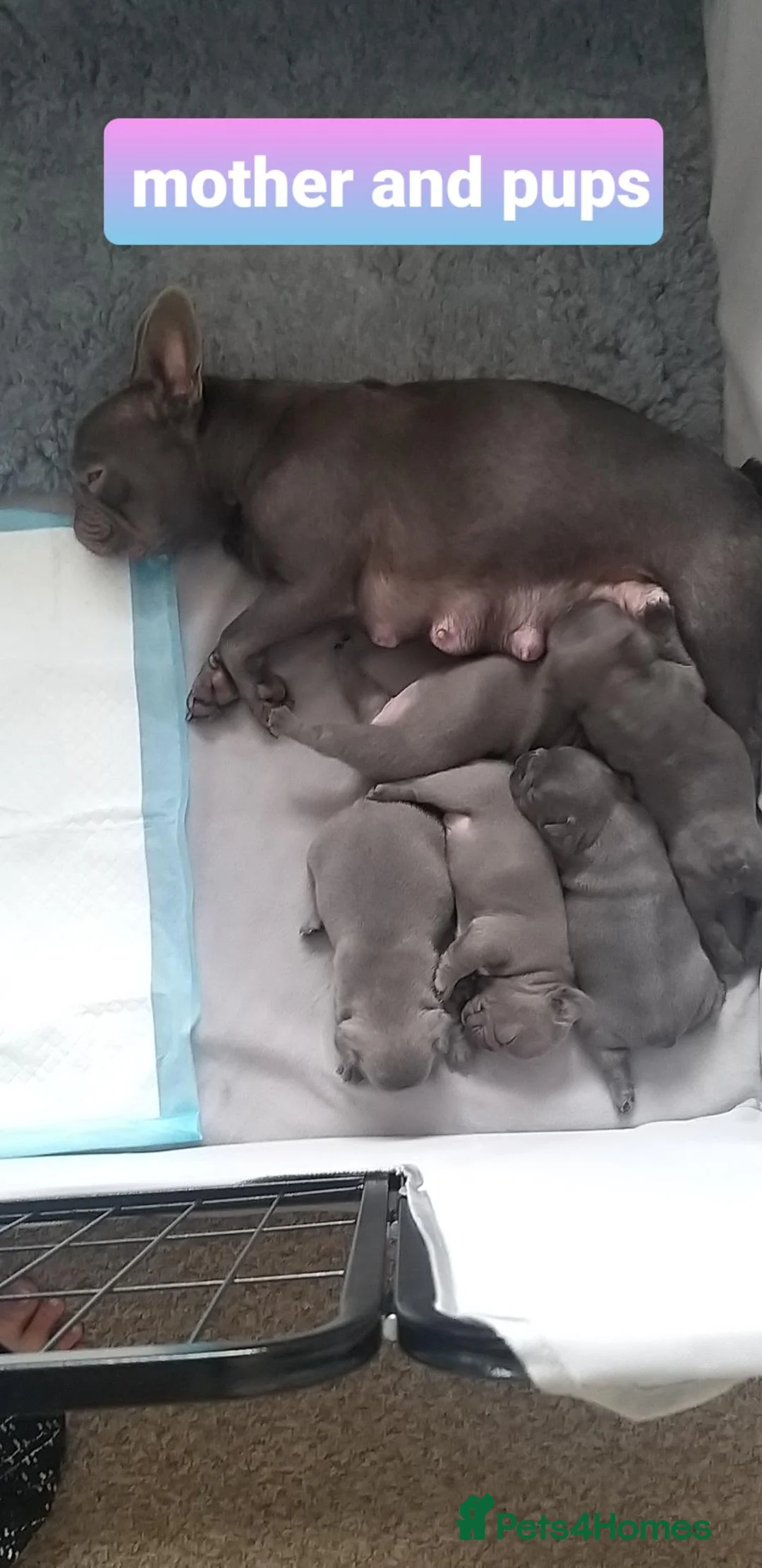 French Bulldog dogs for sale: Lilac/pink french bulldog puppies  in Loughborough - Advert 1