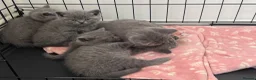 British Shorthair cats for sale: Stunning 😍 British shorthair kittens 🐱  - Advert 18