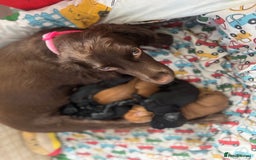 Cocker Spaniel dogs for sale: REDUCED KC Cocker Spaniel Boy £700 - Image 22