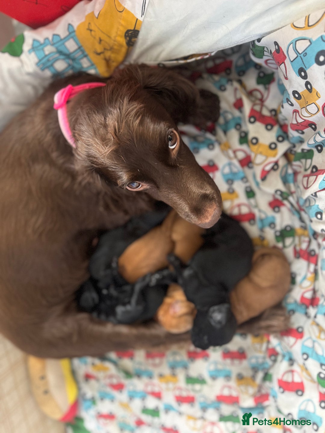Cocker Spaniel dogs for sale: REDUCED KC Cocker Spaniel Boy £700 - Image 22