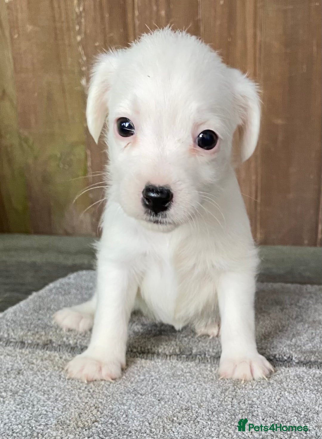 Jack Russell dogs for sale:  **  JACK RUSSELL PUPPIES - READY TO GO - Advert 26