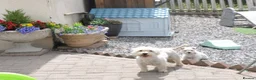 West Highland Terrier dogs for sale: West Highland Terrier Puppy Girls - Advert 8