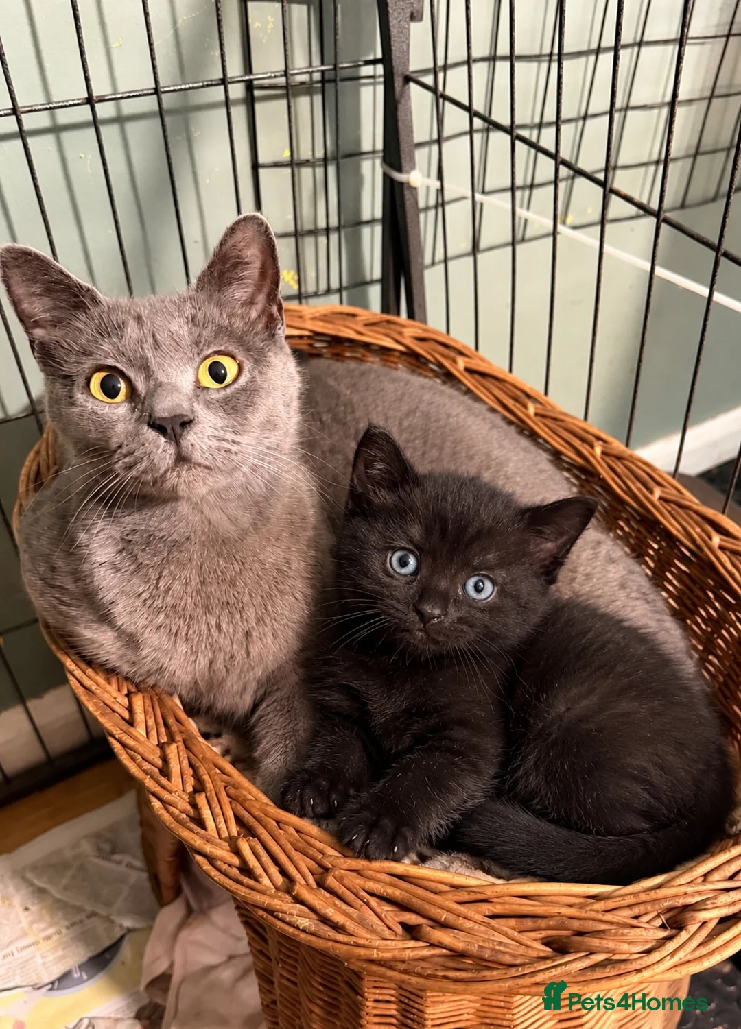 British Shorthair cats for sale: British shorthair X male kitten - Advert 3