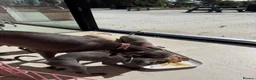 Italian Greyhound dogs for sale: Pedigree Italian Greyhound Puppies *Bred by Vets* in Abingdon - Advert 8