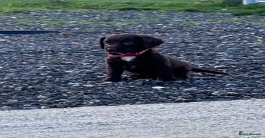 Cocker Spaniel dogs 1 beautiful cocker spaniel puppy left  - Advert 12