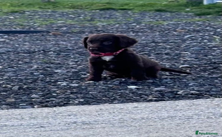 Cocker Spaniel dogs  cocker spaniel puppies -ready to leave next week  - Advert 14