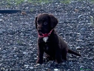 Cocker Spaniel dogs cocker spaniel puppies - Advert 6