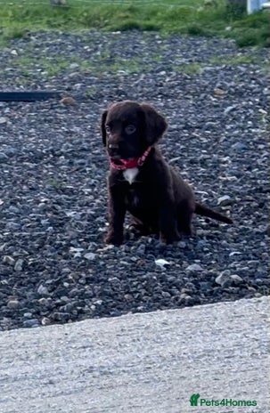 Cocker Spaniel dogs cocker spaniel puppies -ready to leave next week - Advert 6