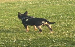 English Bull Terrier dogs for sale: Having to rehome my beloved ebt - Image 3