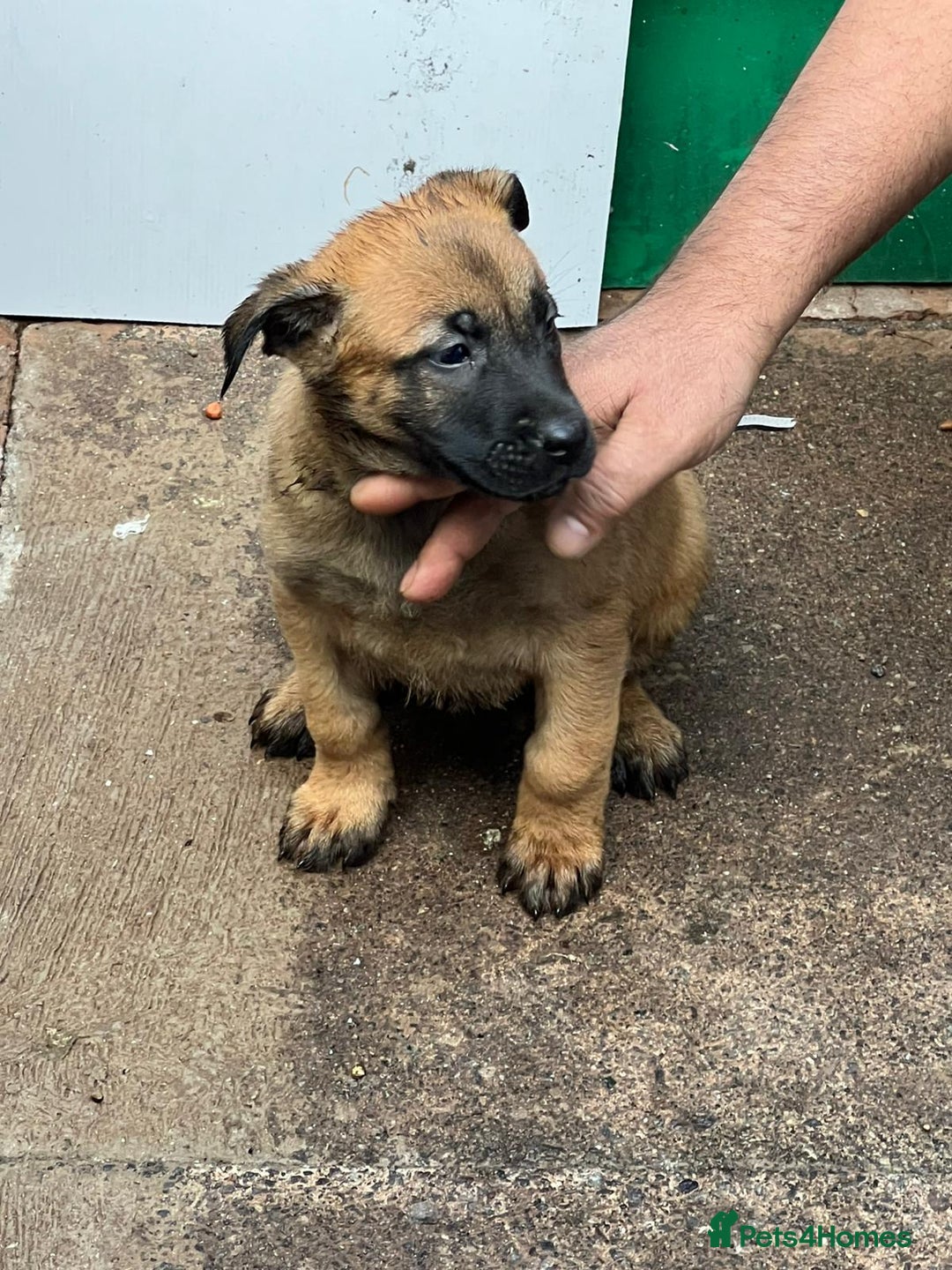 Belgian Shepherd Dog dogs for sale: Belgium Malinois pups for sale - Advert 4