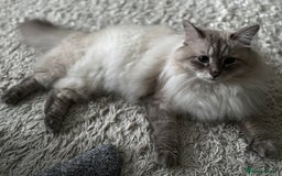 Siberian cats for sale:  3 Male Siberian Neva Masquerade Kittens - Advert 5