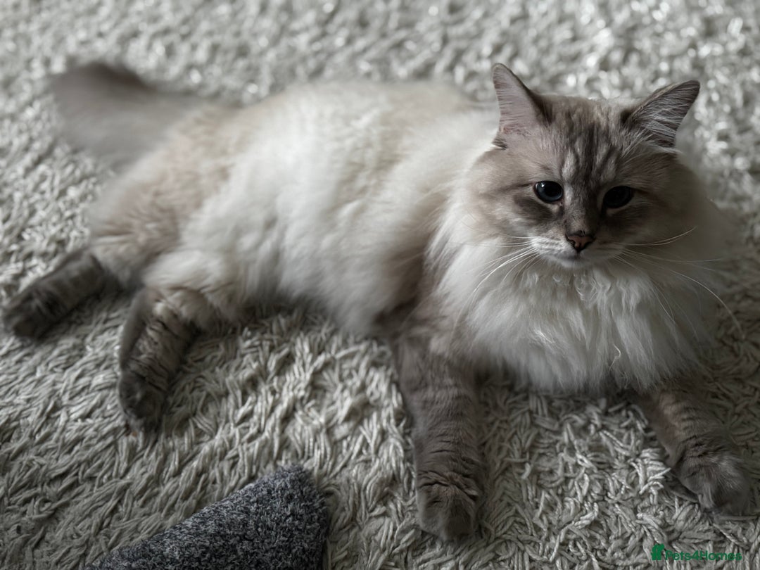 Siberian cats for sale:  3 Male Siberian Neva Masquerade Kittens - Advert 5