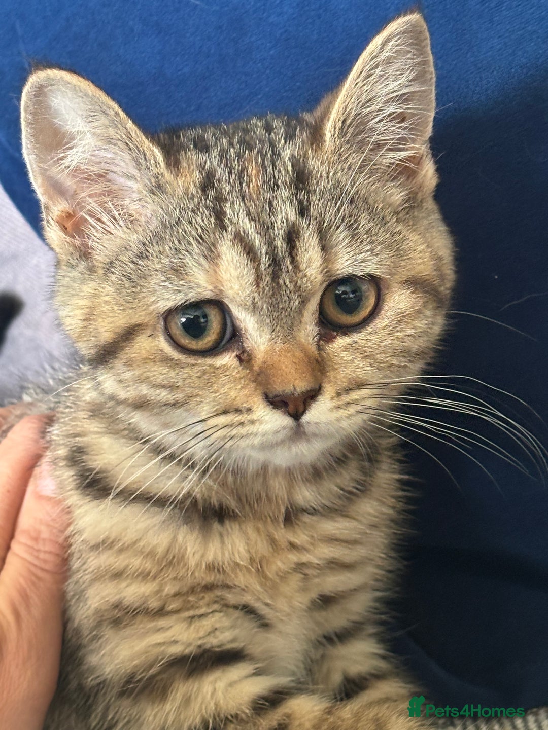 British Shorthair cats for sale: British ShortHair Kittens - available now - Image 4